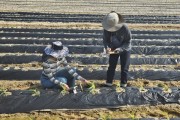 이천시농업기술센터, 영농기술팀 농번기 영농현장 기술 지원